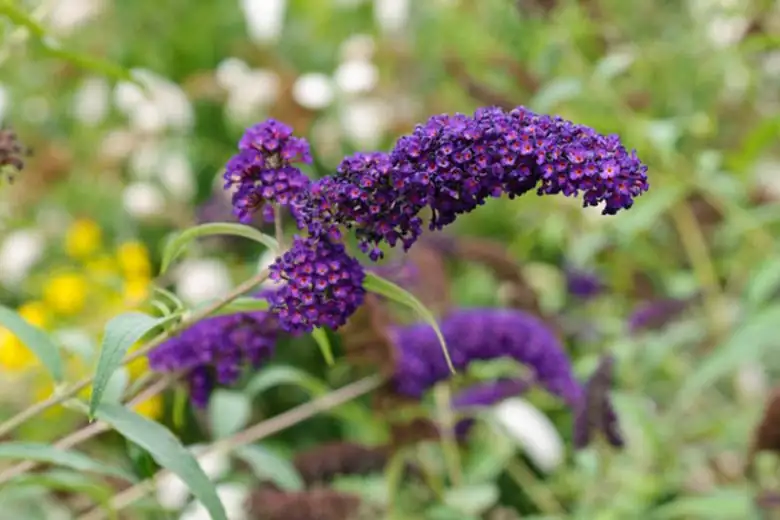 Butterflies on Buddleja davidii