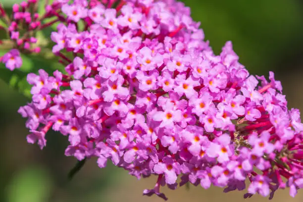 Buddleja davidii in home garden