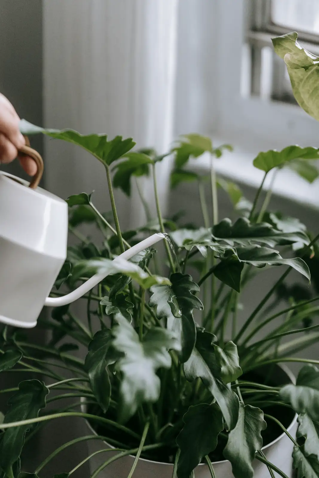 humidifier near houseplants