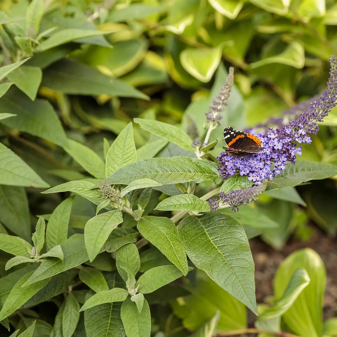 butterflies on buddleja flowers