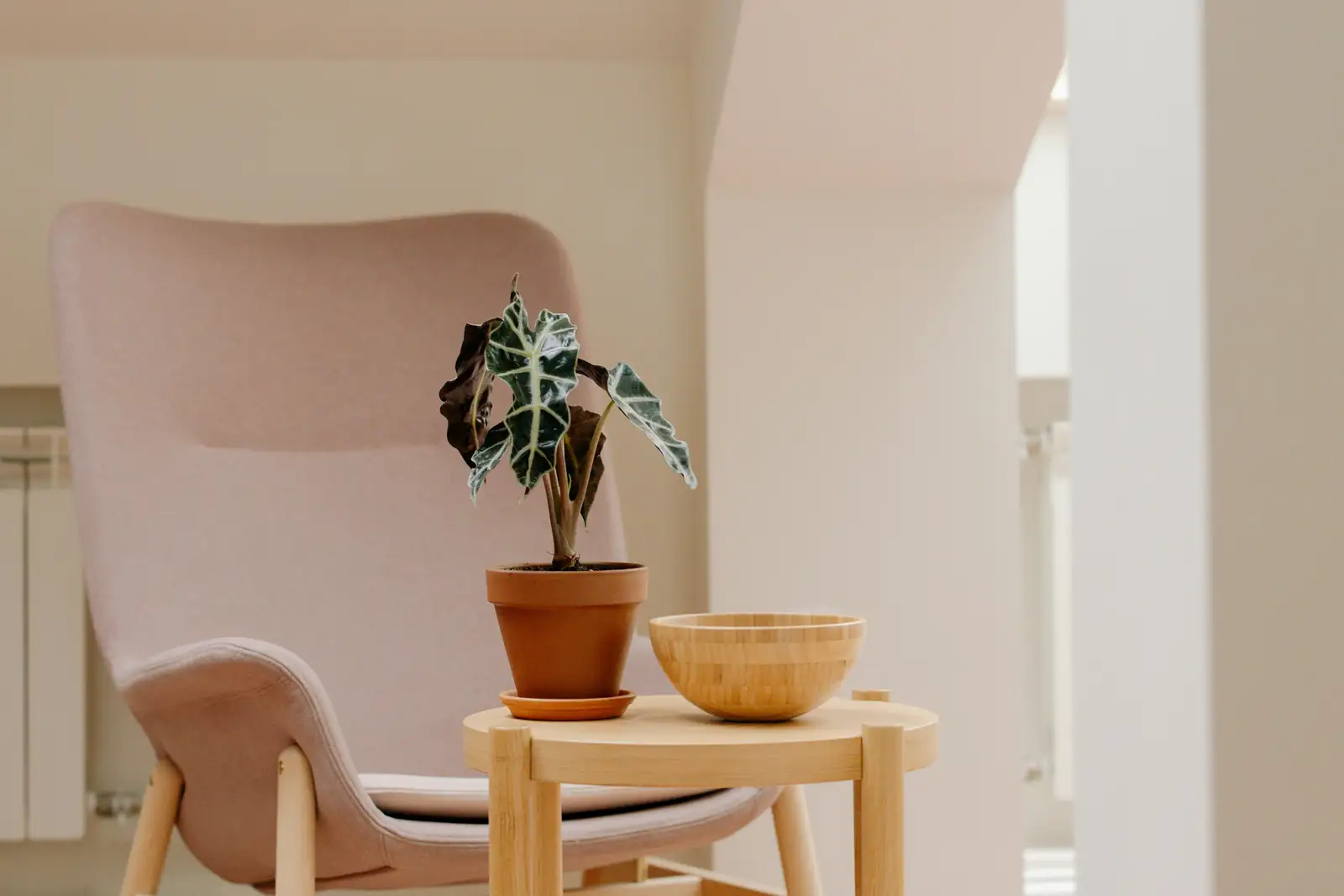 Alocasia indoor living room decor