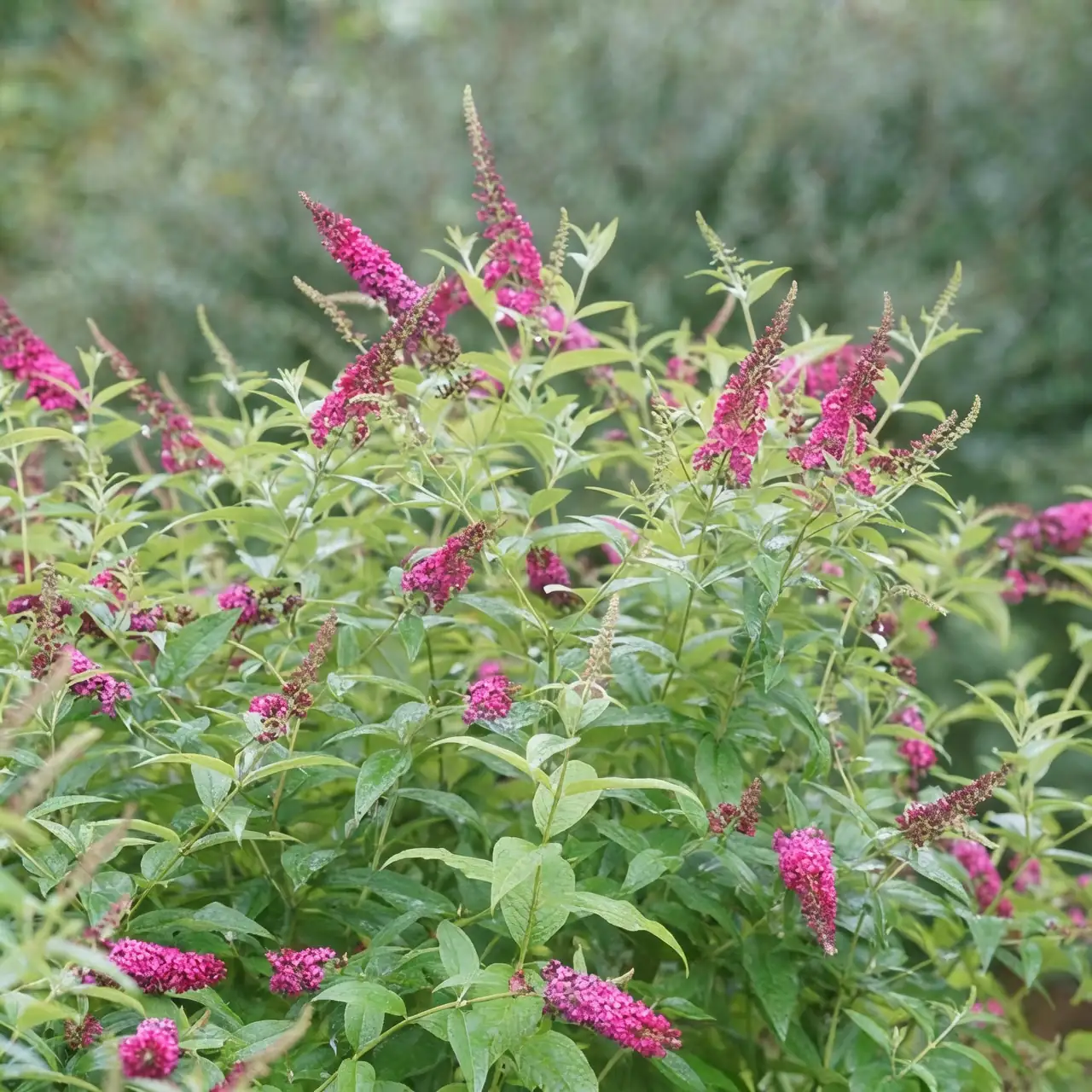 buddleja in garden landscape