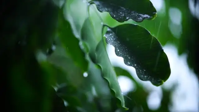 alocasia leaf water droplets
