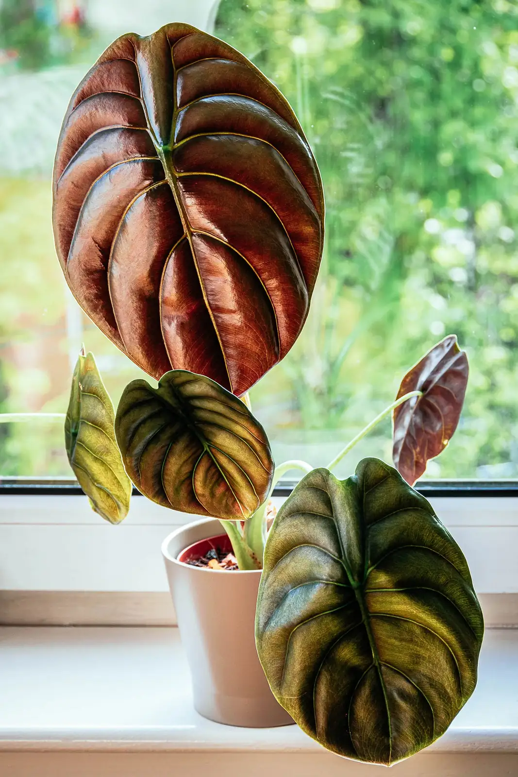 indoor alocasia near window