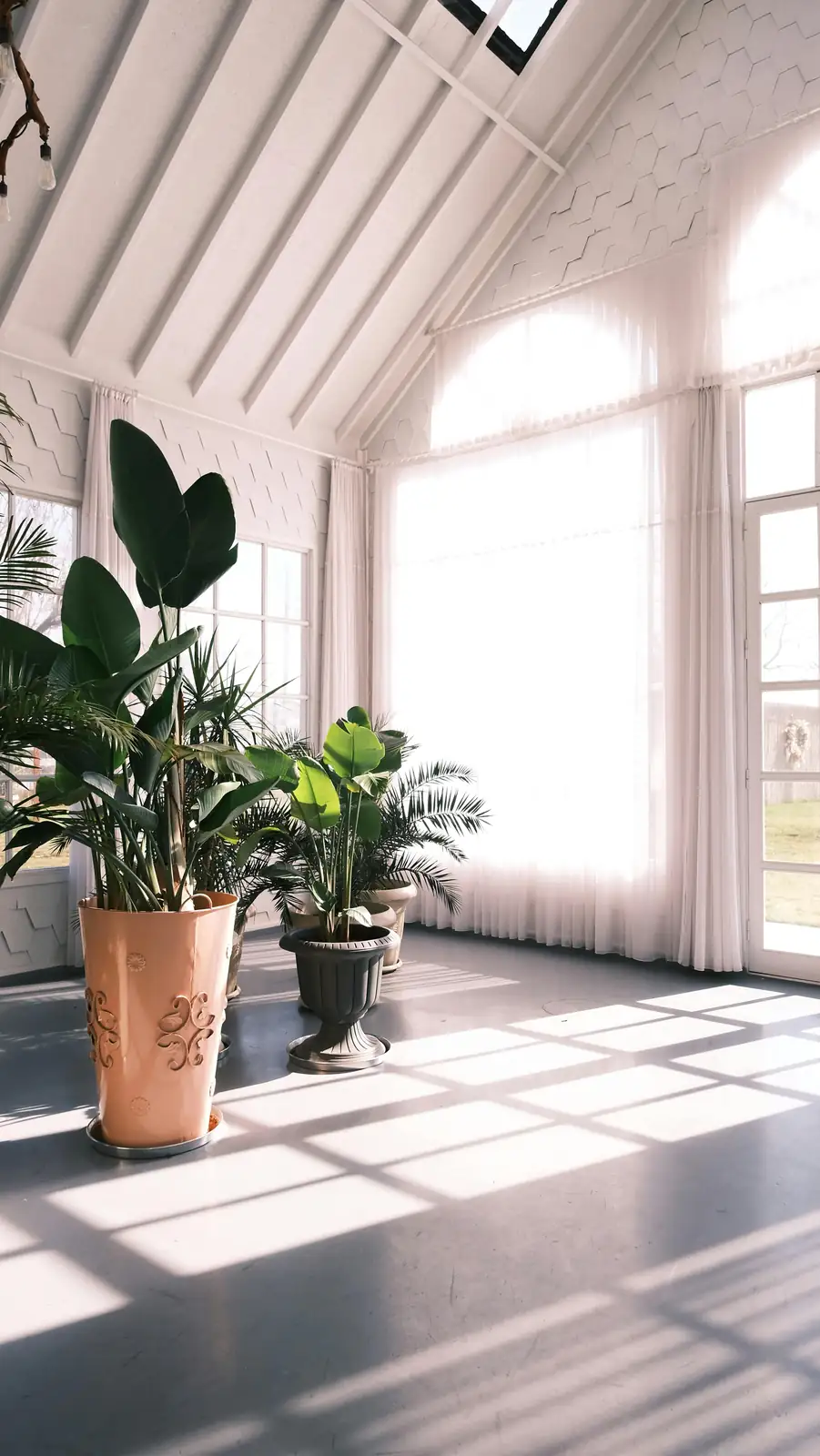 indoor plant near sunny window
