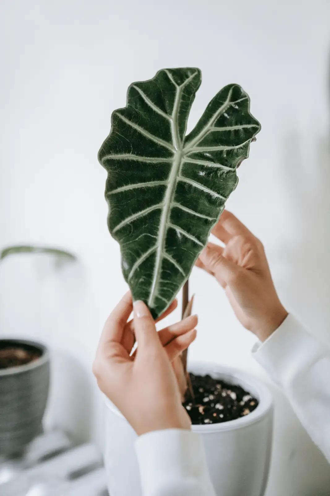 alocasia leaf close-up