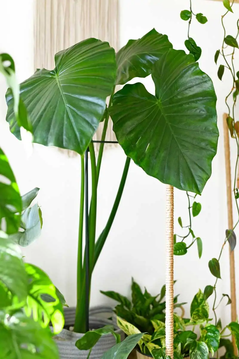alocasia in bright room