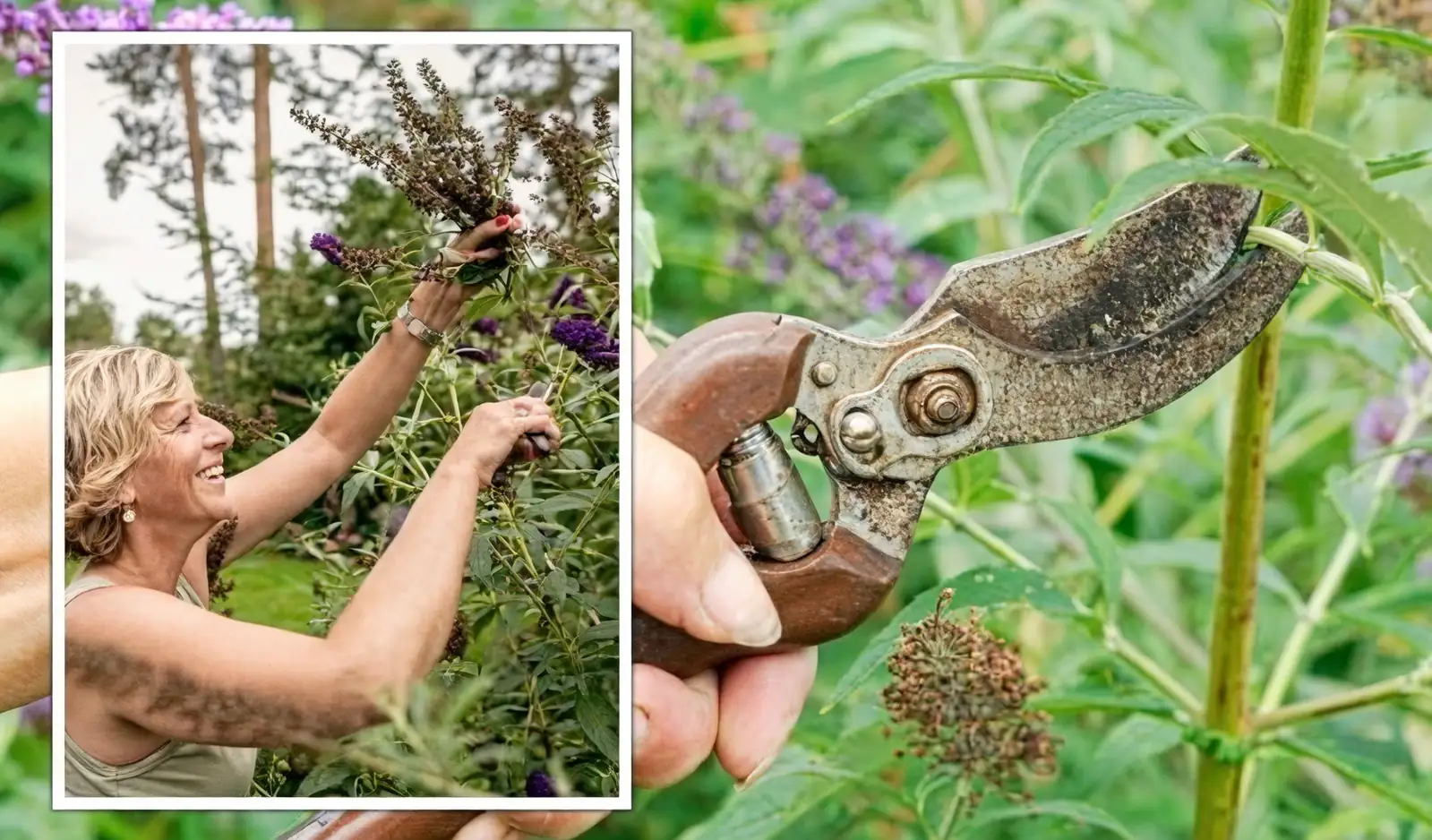 pruning buddleja plant
