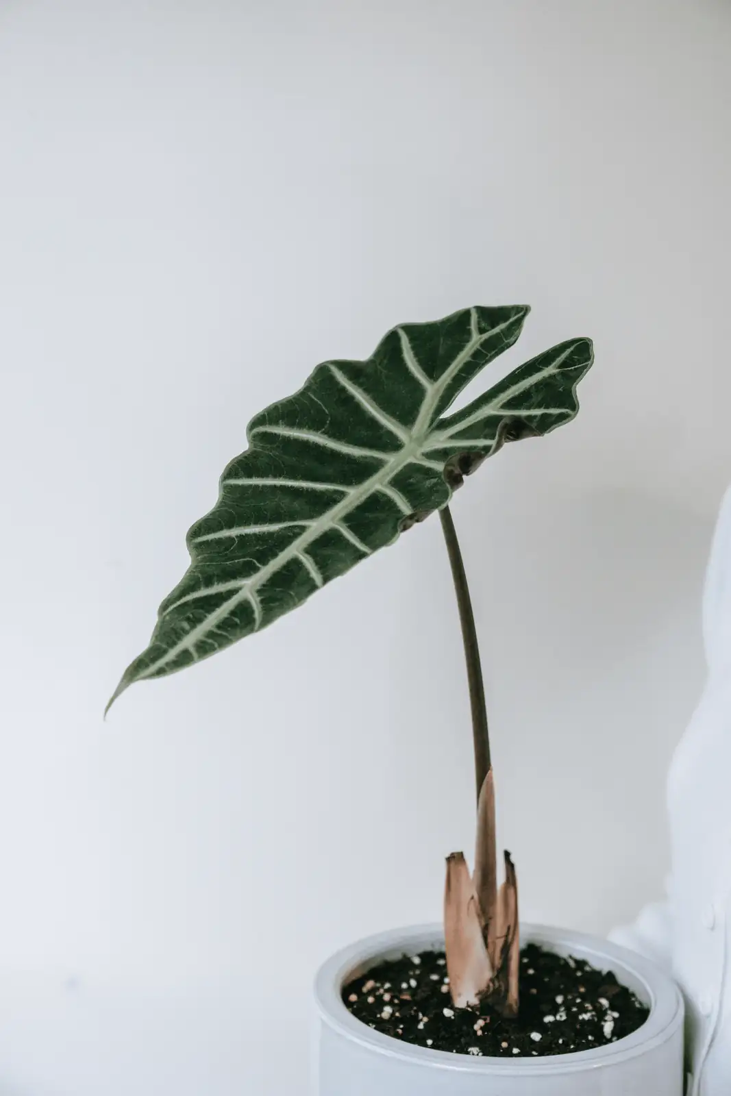 alocasia indoor winter care