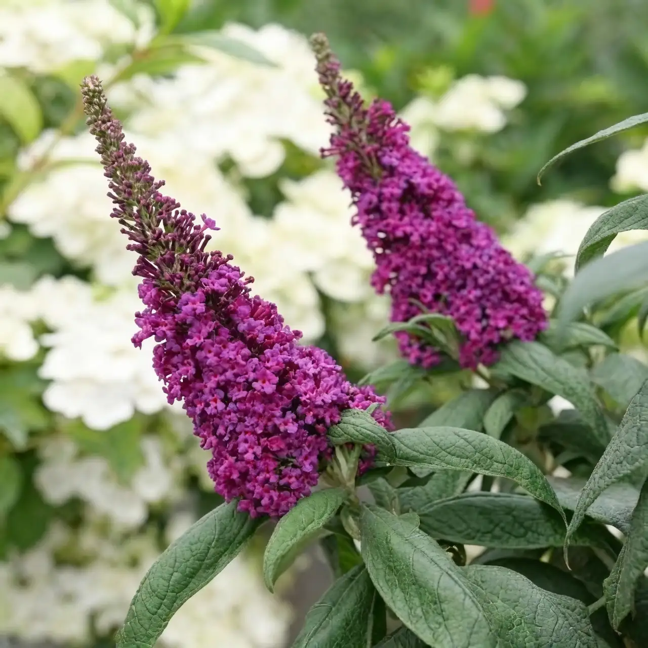 醉鱼草的花语：信仰、希望与治愈的故事