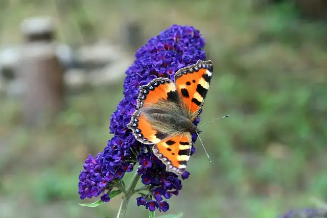 buddleja davidii in ruins