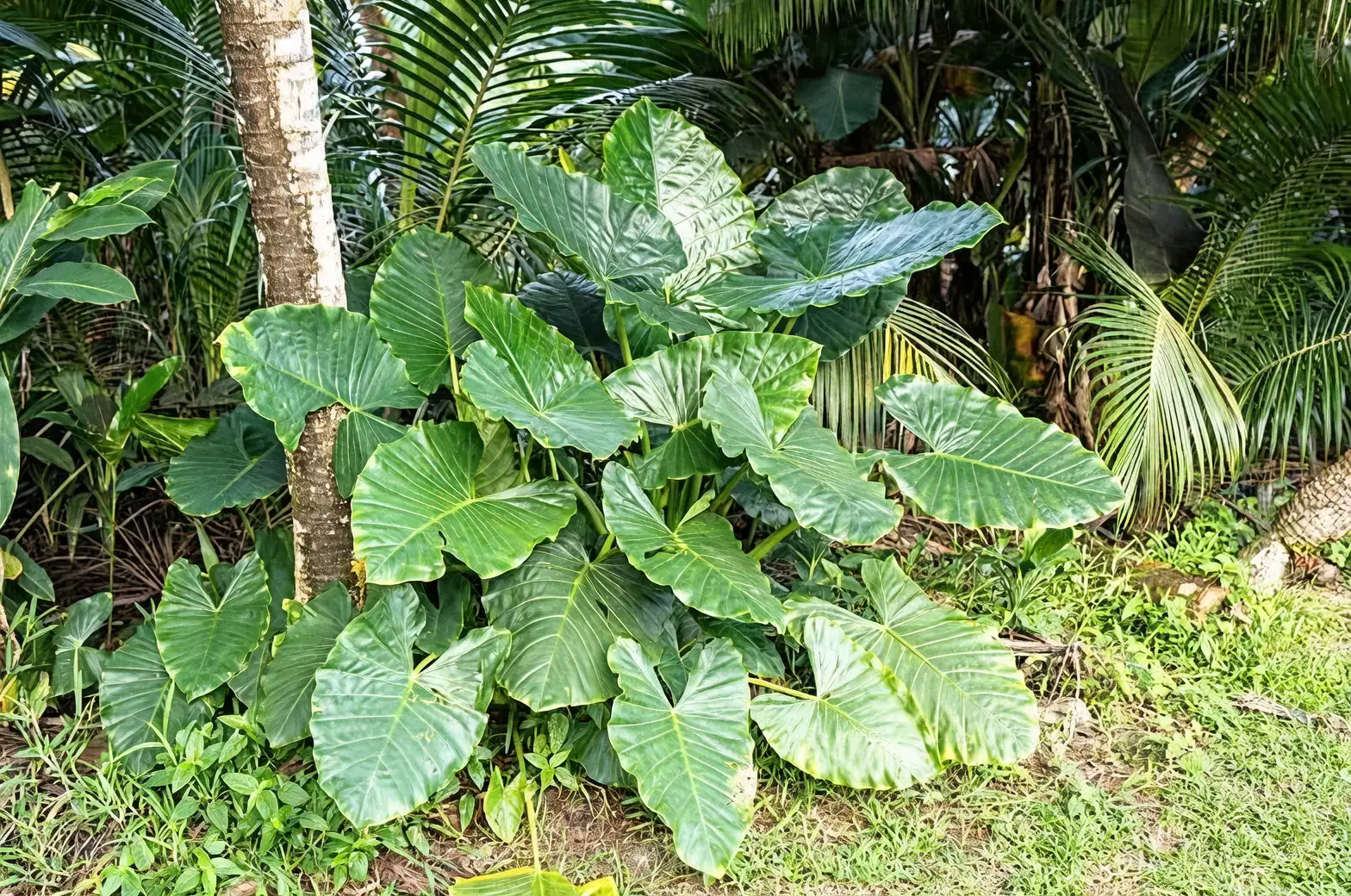 alocasia humid environment
