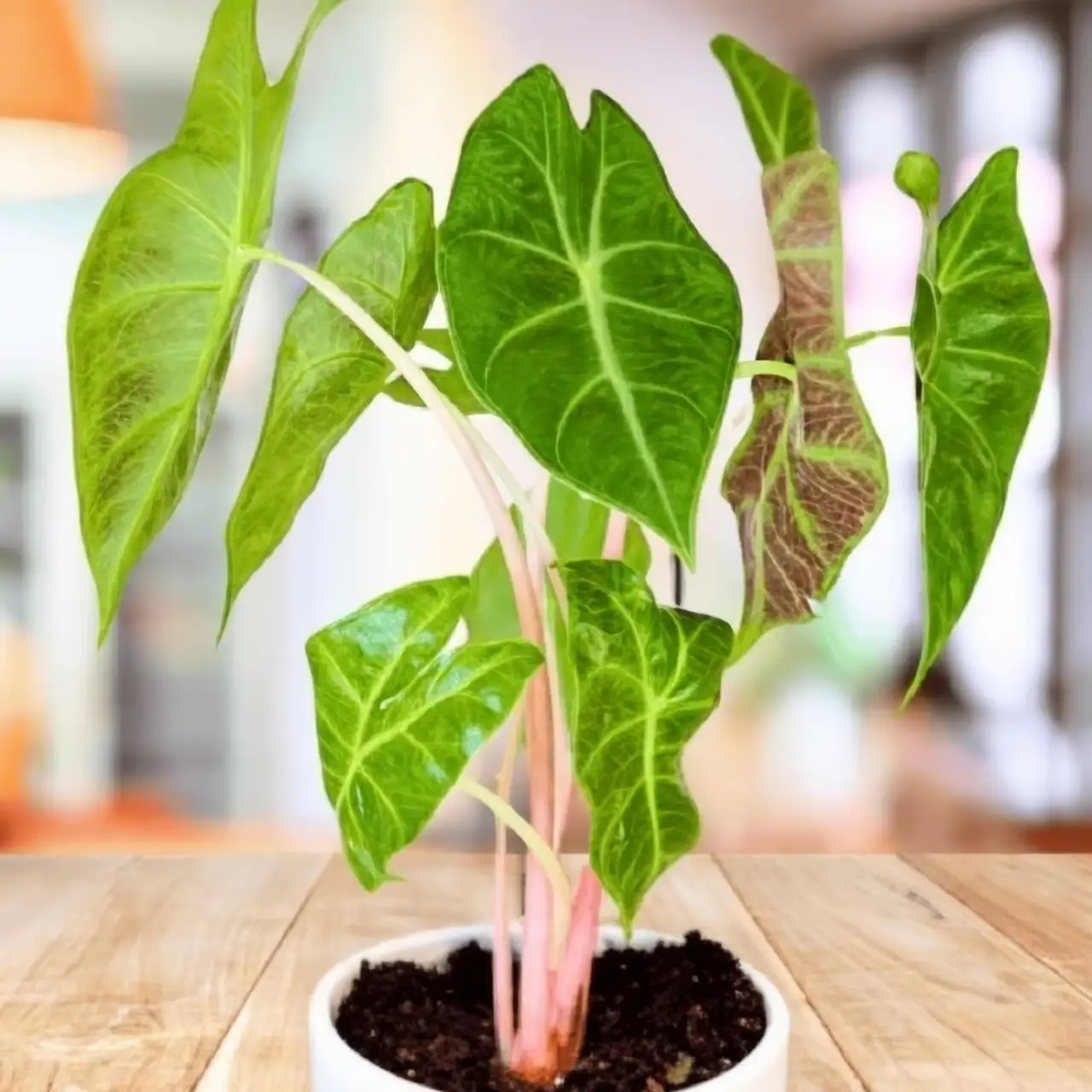 separating Alocasia tubers