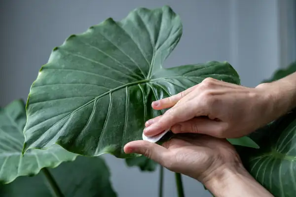 Alocasia watering hands