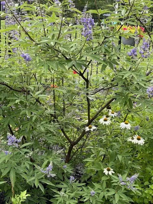 caring for butterfly bush garden