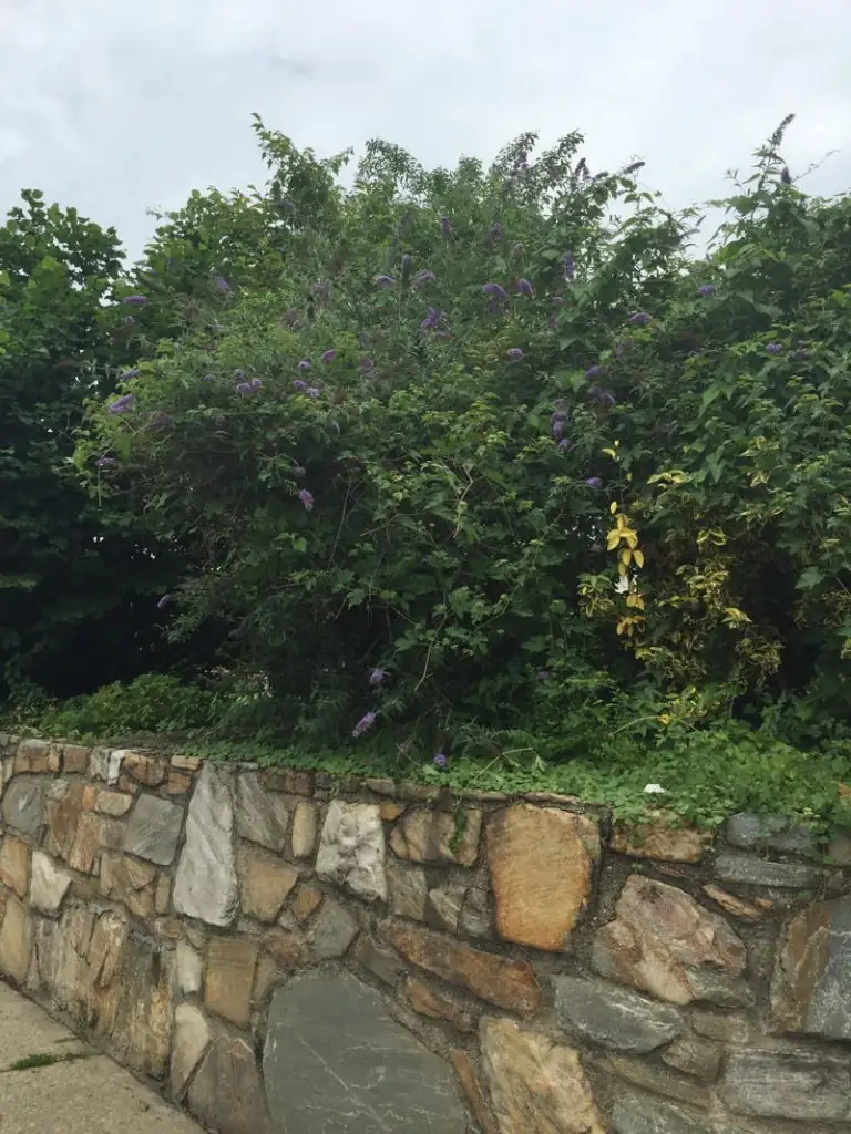 buddleja davidii invasive warning
