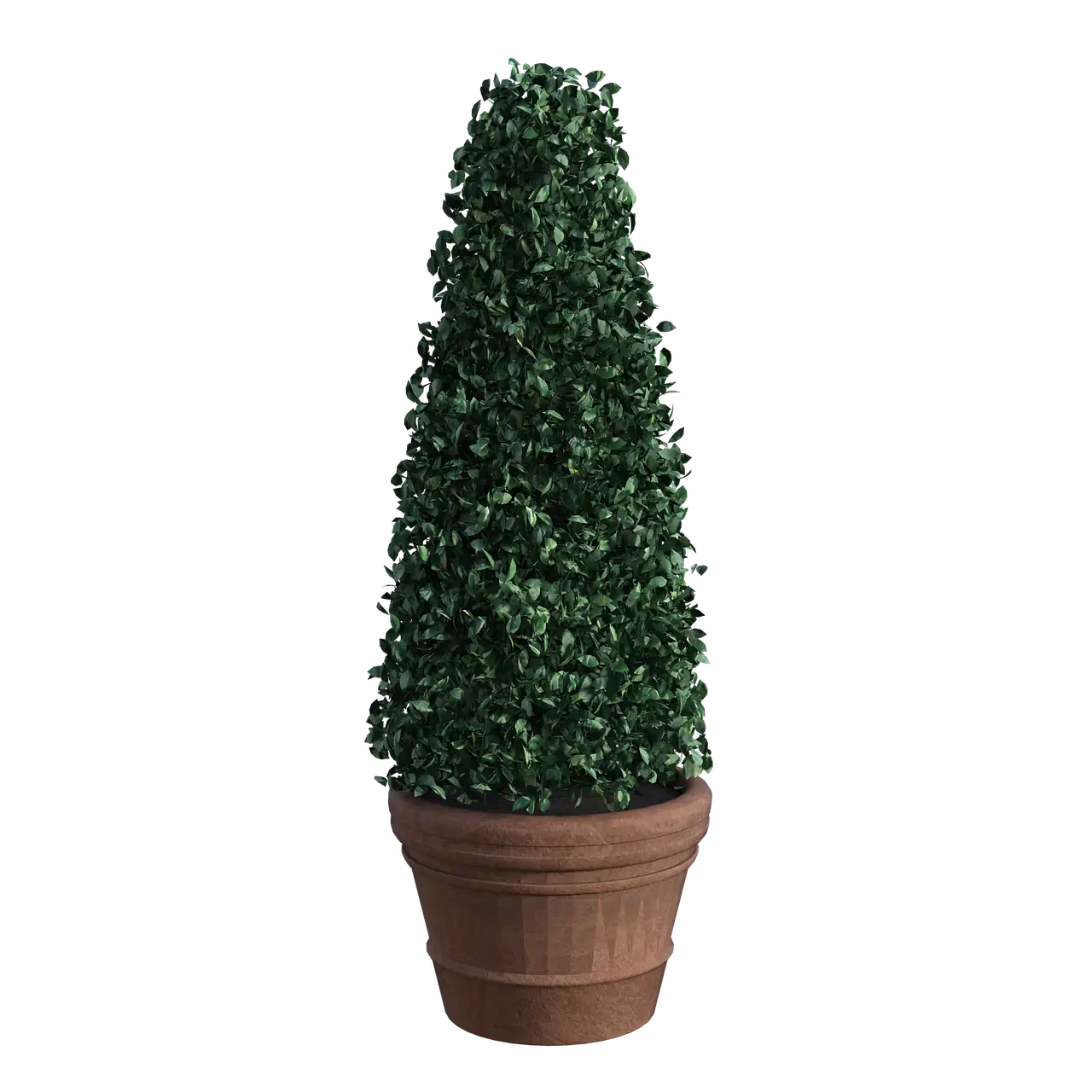 buxus topiary garden