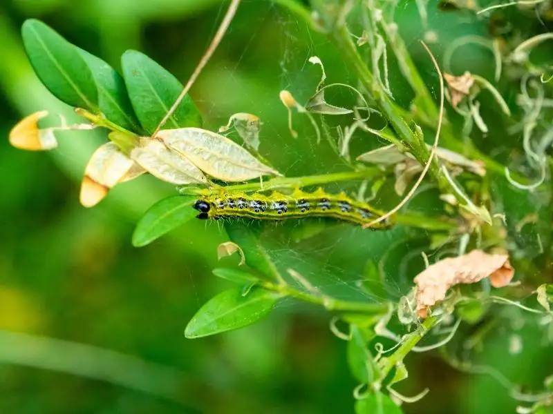 boxwood moth larvae on leaves