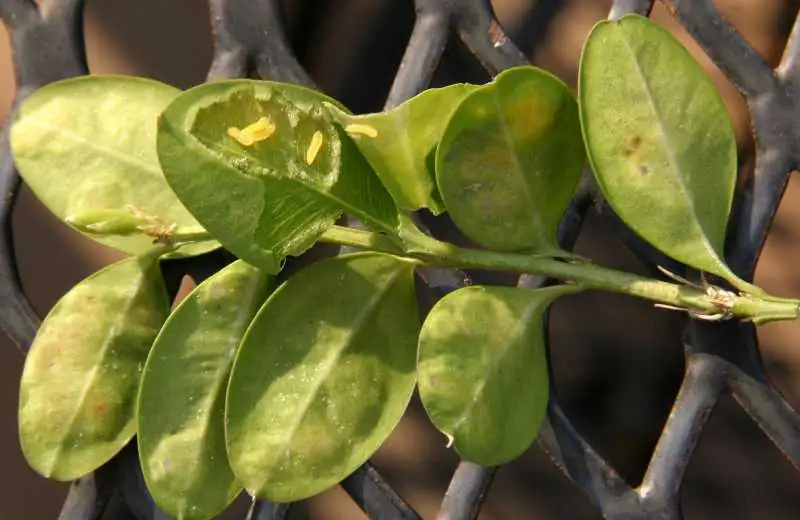 boxwood leaf damage close-up