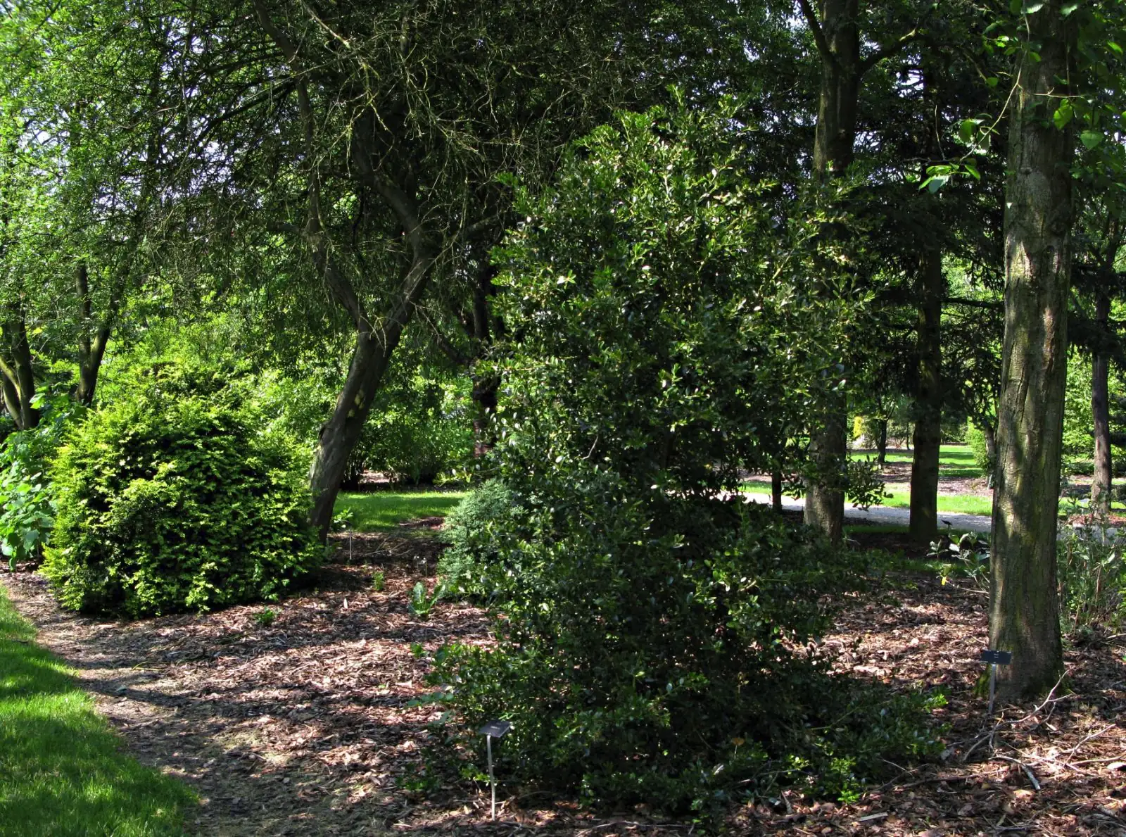 buxus in temple garden