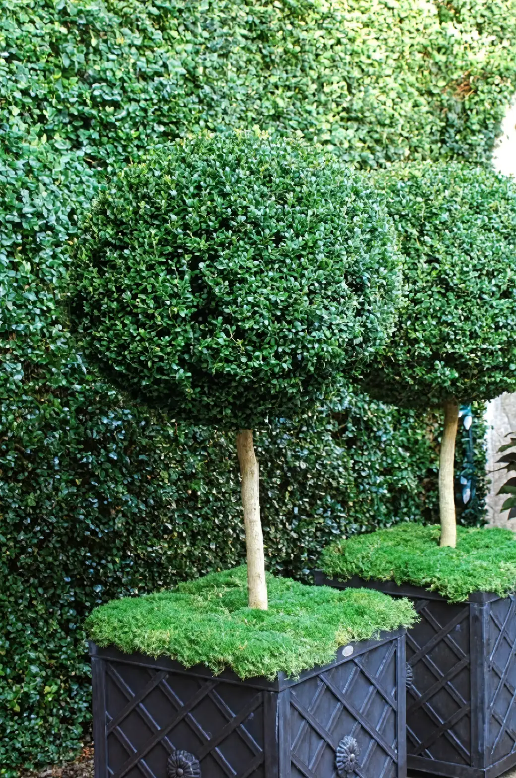 buxus topiary garden