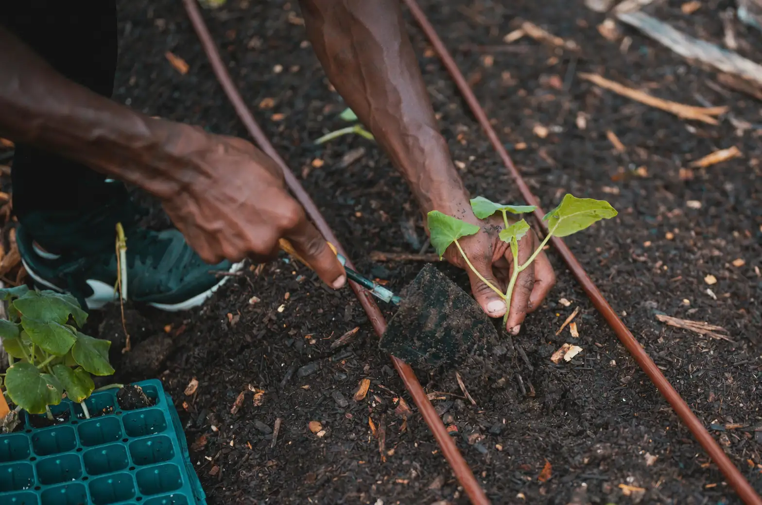 buddleja cuttings in soil