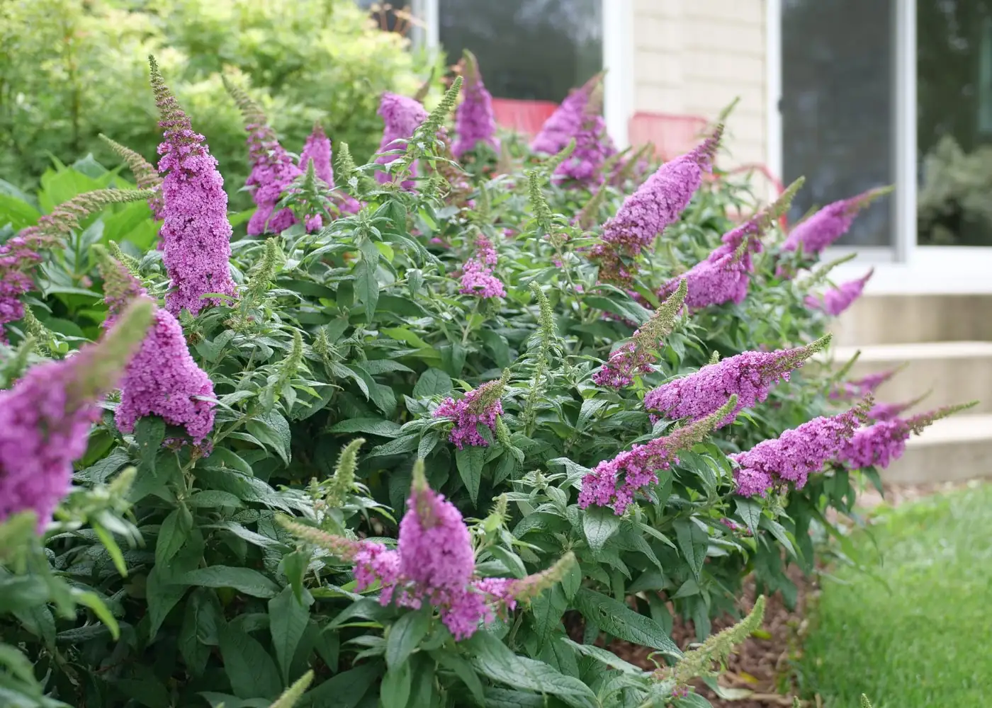 butterfly bush garden hedge
