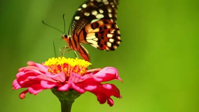 butterfly bush indoor window