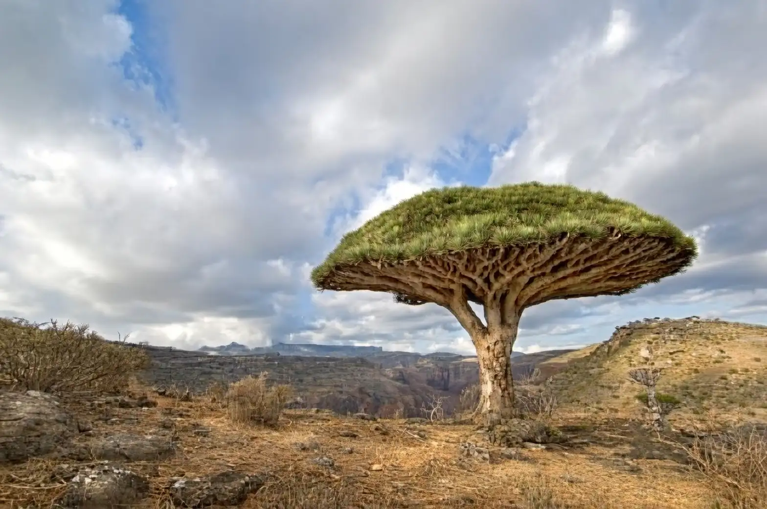 Dayen Tree Did You Know? Quirky Facts About the Dragon Tree – Oasislink