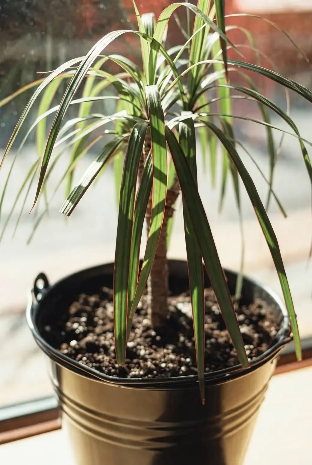 dracaena draco indoor windowsill