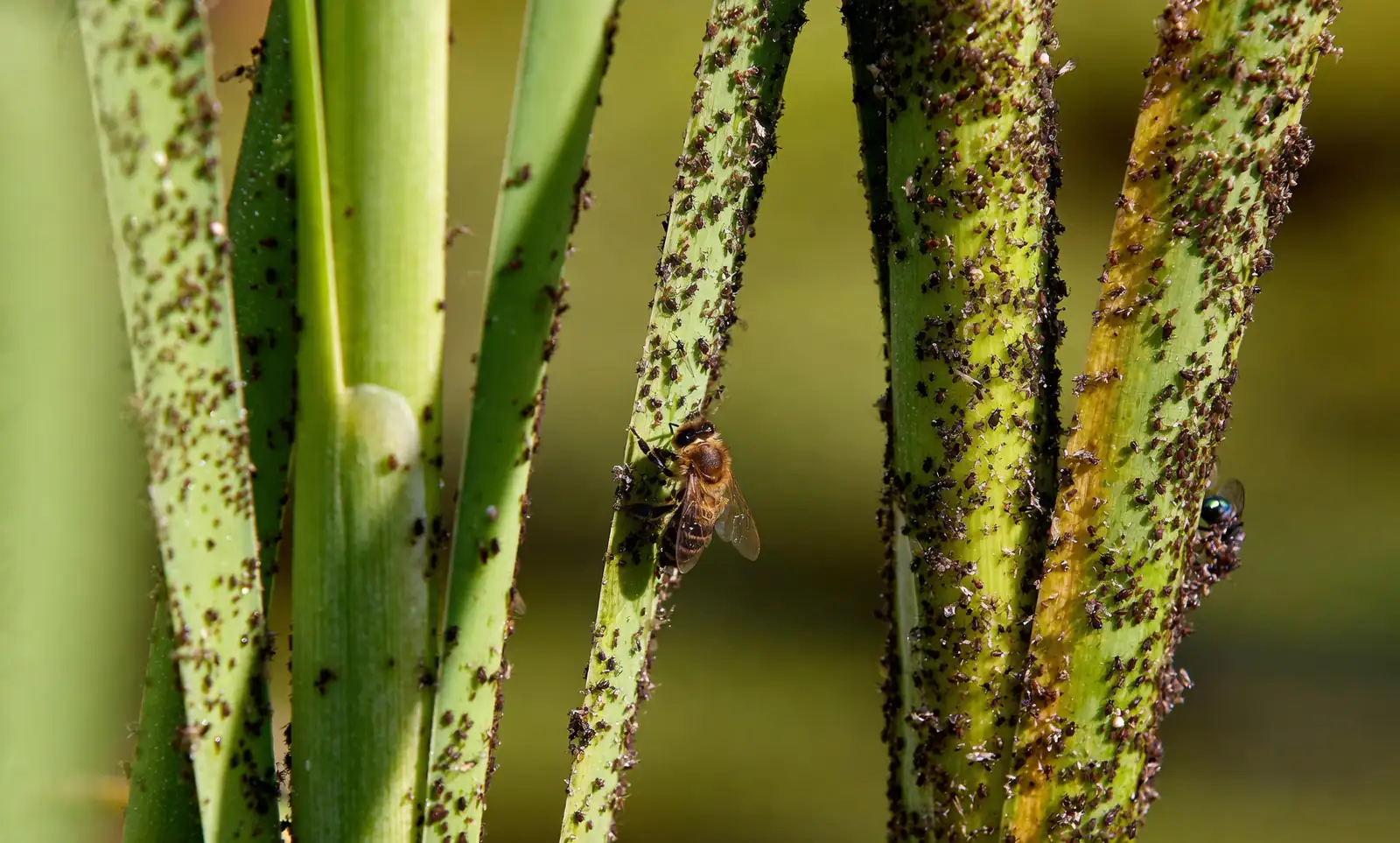 scale insects on plant stems