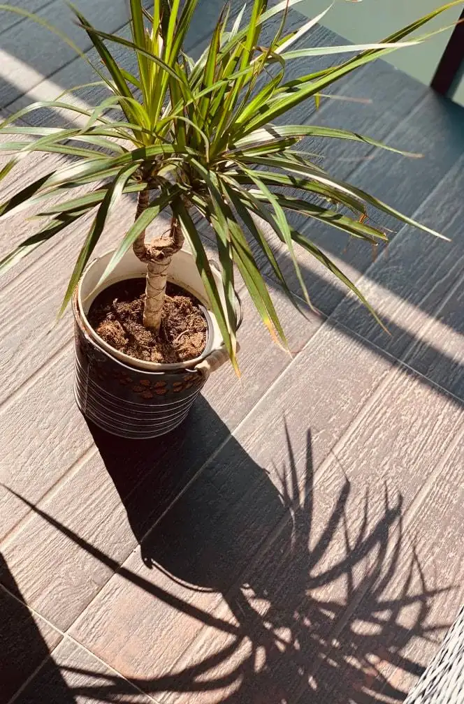 healthy dragon tree indoors