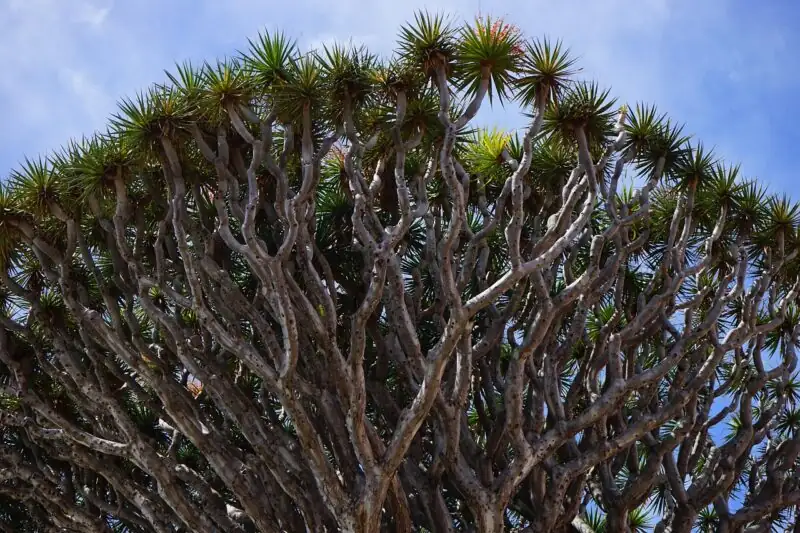 dragon blood tree canopy shape