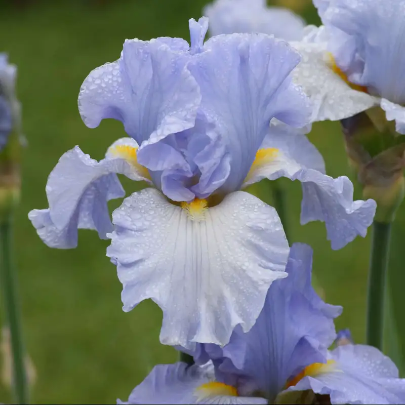 iris on windowsill sunlight