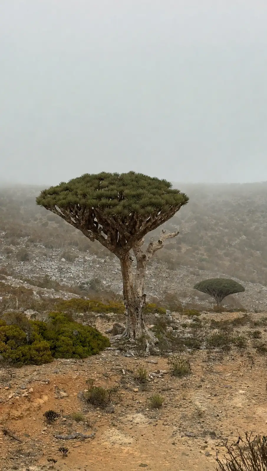 dragon blood tree in garden setting