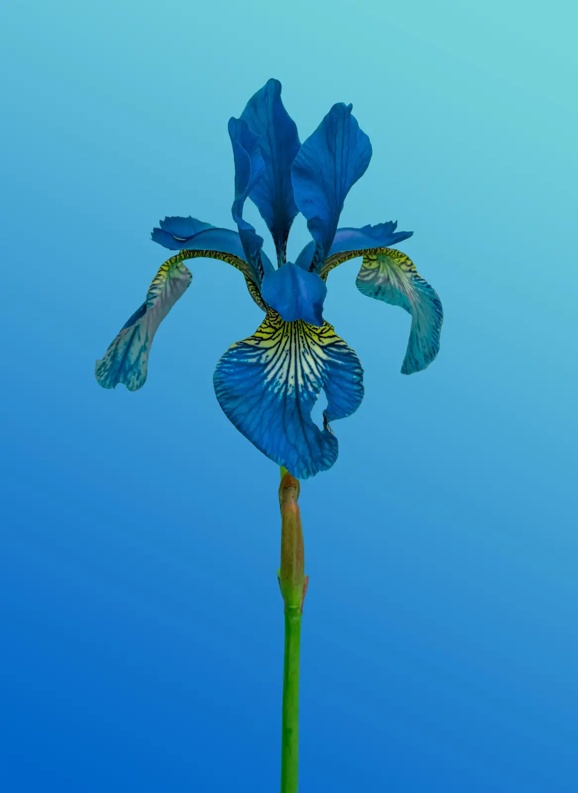 blue iris flower in garden