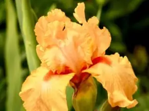 iris in garden sunlight