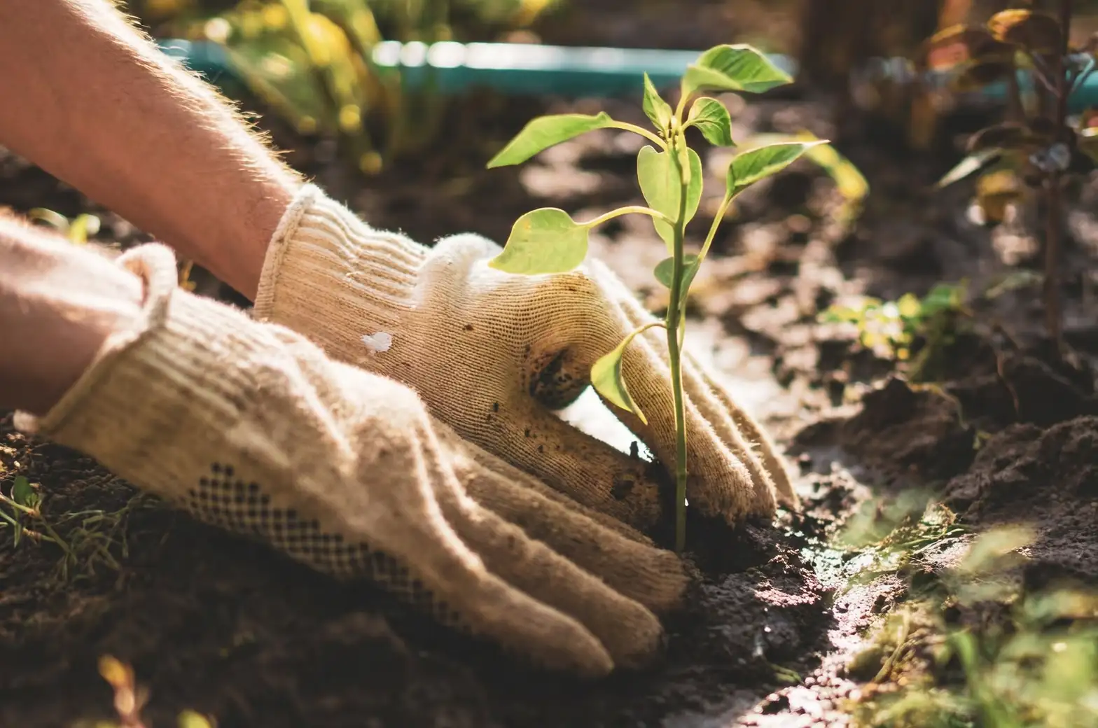 iris planting care hands