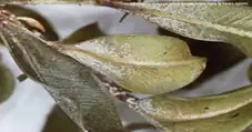 fungal disease on boxwood leaves