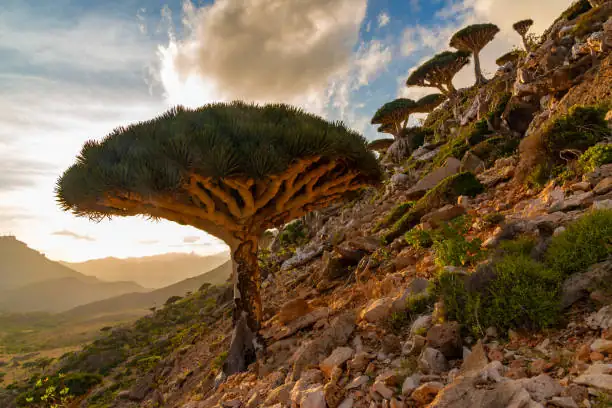 mature dragon tree with canopy