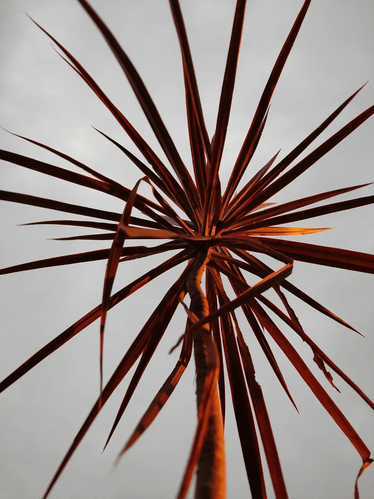dragon tree resilient leaves close-up
