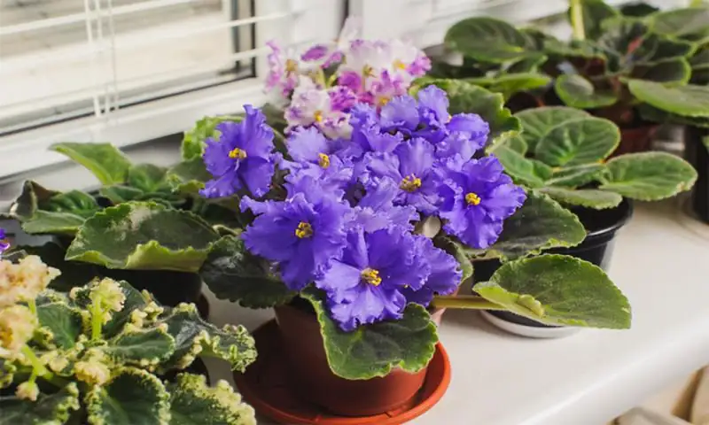 african violet sunlight windowsill