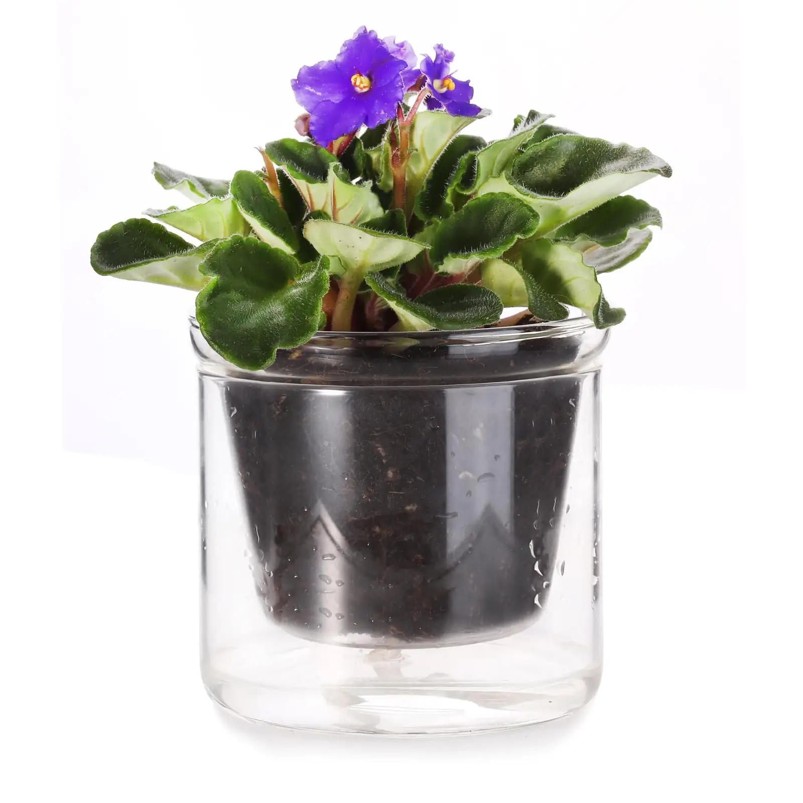 african violet bottom watering