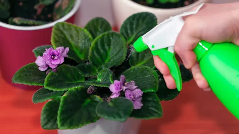 african violet powdery mildew treatment
