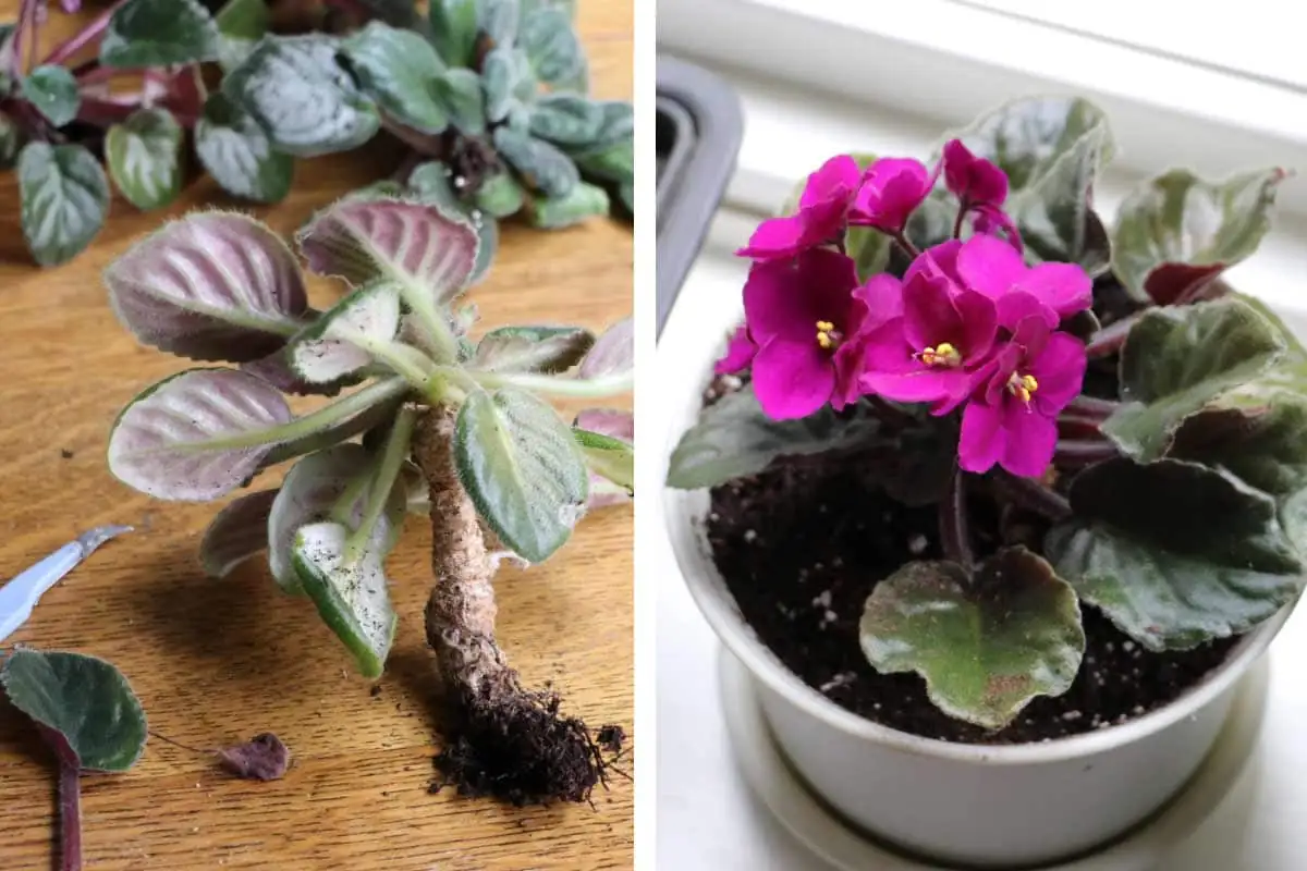 african violet pruning and repotting