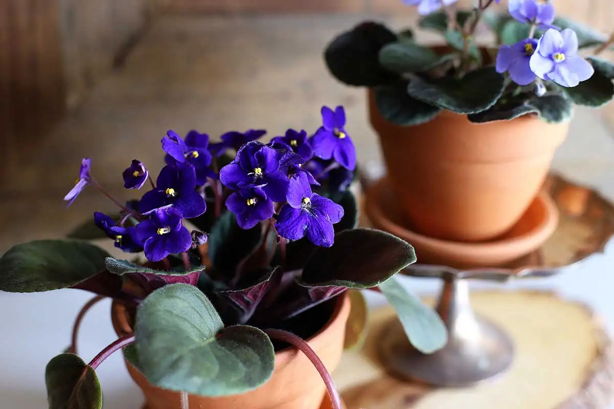 african violet in European home