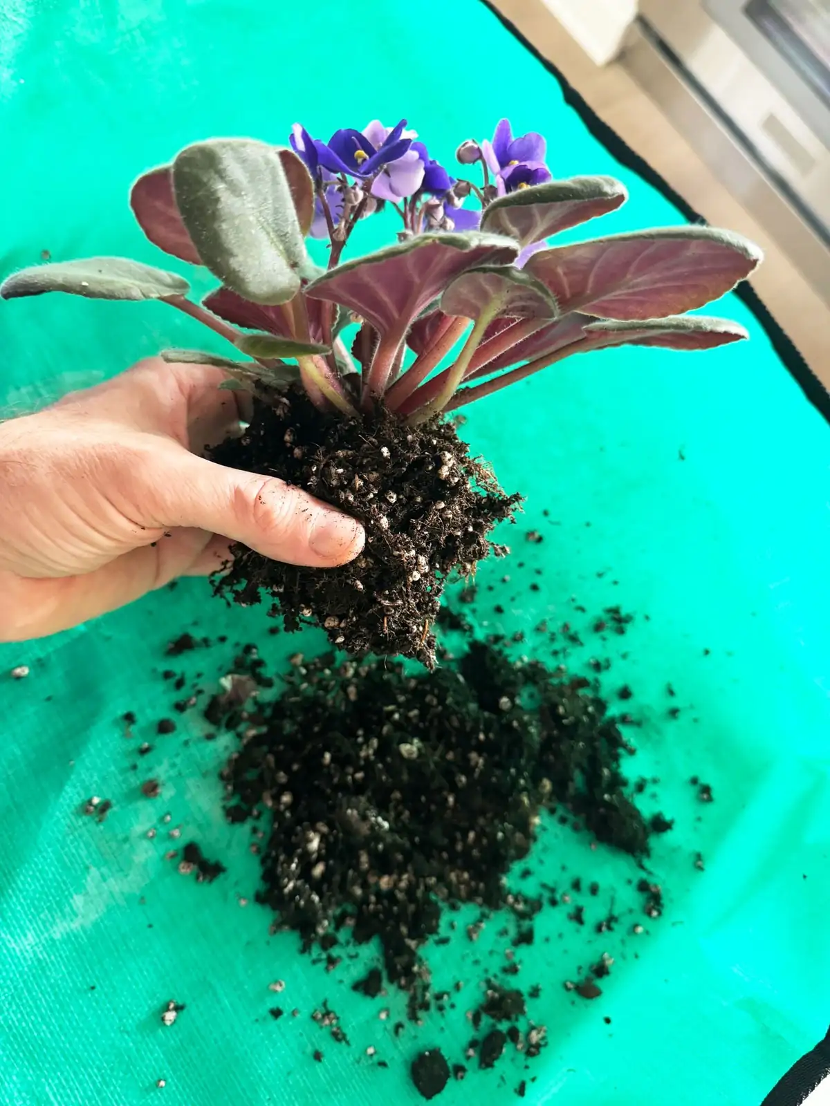 watering african violet from below