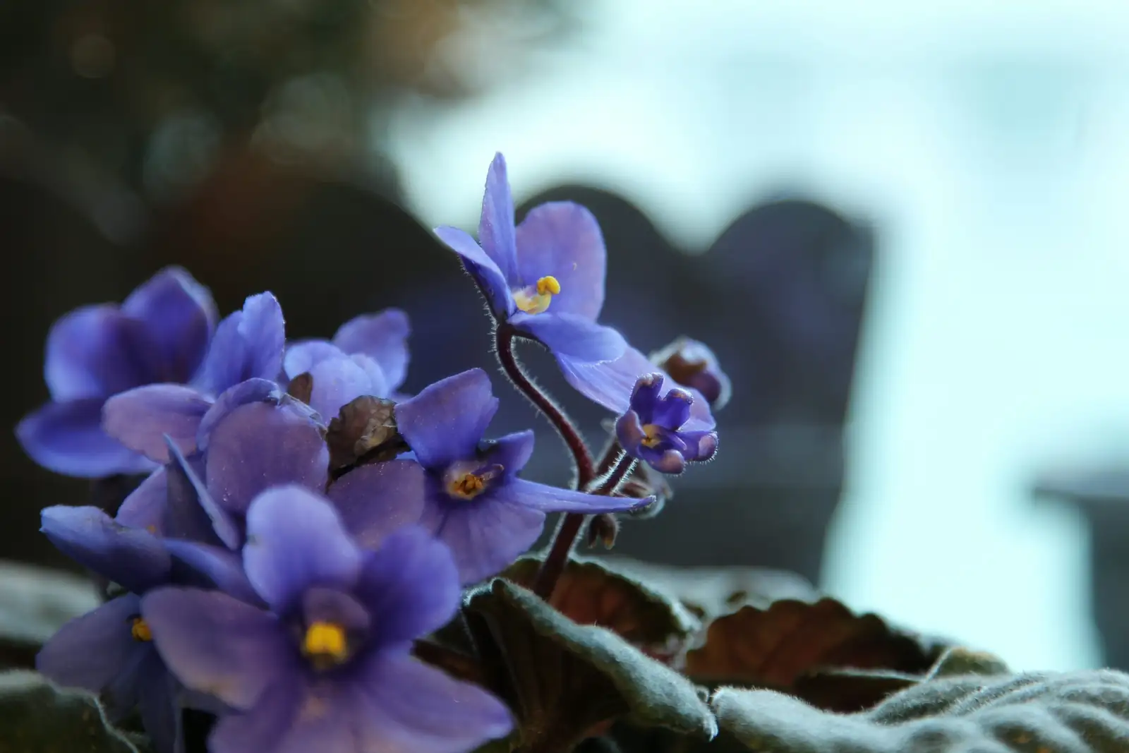 African violet leaf underside