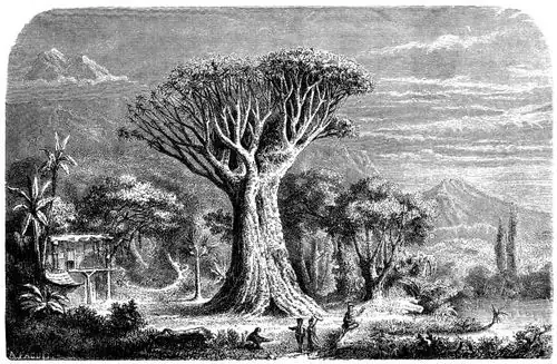 dragon tree local folklore illustration