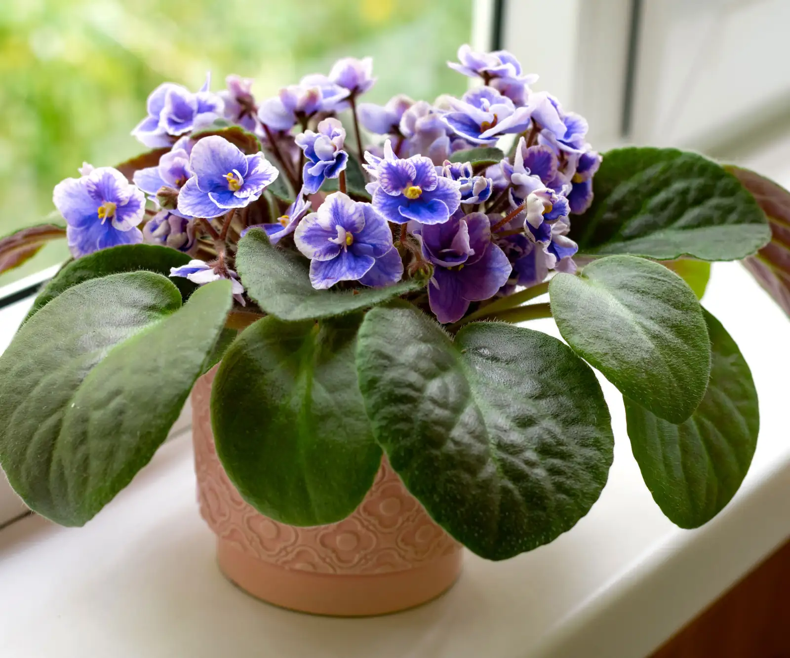 african violet care indoor windowsill